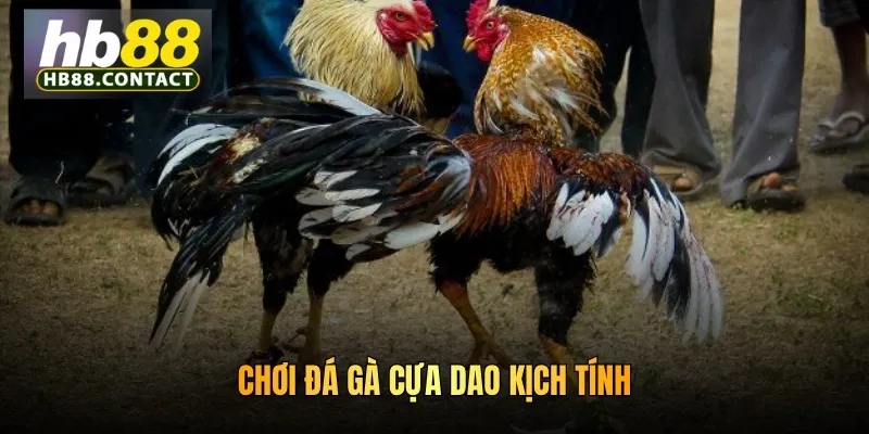 Cách Chơi Đá Gà HB88: Trải Nghiệm Nhiều Trận Chiến Khốc Liệt 4 Chơi đá gà cựa dao kịch tính