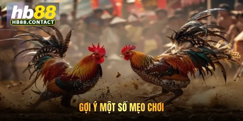 Cách Chơi Đá Gà HB88: Trải Nghiệm Nhiều Trận Chiến Khốc Liệt 5 Gợi ý một số mẹo chơi